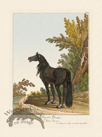 Ridingers Horses 11